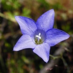 Wahlenbergia stricta subsp. stricta (Tall Bluebell) at Rendezvous Creek, ACT - 30 Dec 2021 by JohnBundock