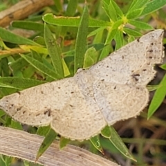 Taxeotis intextata (Looper Moth, Grey Taxeotis) at Molonglo Valley, ACT - 1 Jan 2022 by trevorpreston