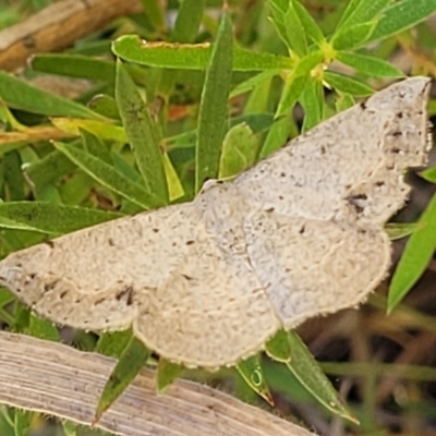 Taxeotis intextata (Looper Moth, Grey Taxeotis) at Piney Ridge - 31 Dec 2021 by tpreston