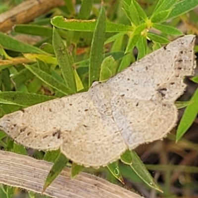 Taxeotis intextata (Looper Moth, Grey Taxeotis) at Molonglo Valley, ACT - 1 Jan 2022 by trevorpreston