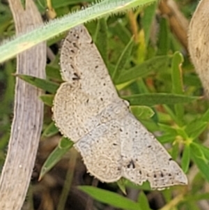 Taxeotis intextata at Molonglo Valley, ACT - 1 Jan 2022 10:36 AM