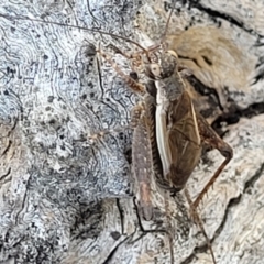 Eurepa marginipennis (Mottled bush cricket) at Piney Ridge - 1 Jan 2022 by trevorpreston