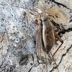 Eurepa marginipennis (Mottled bush cricket) at Block 402 - 31 Dec 2021 by trevorpreston