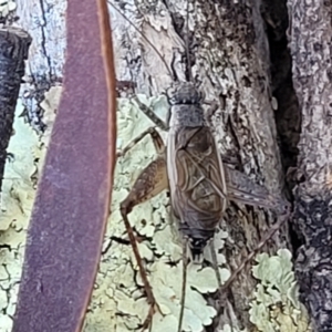 Eurepa marginipennis at Molonglo Valley, ACT - 1 Jan 2022