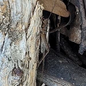 Eurepa marginipennis at Molonglo Valley, ACT - 1 Jan 2022