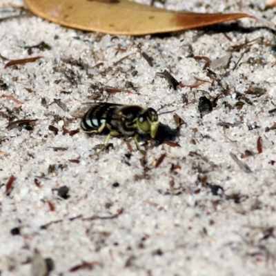 Bembix sp. (genus) (Unidentified Bembix sand wasp) at Wallagoot, NSW - 29 Dec 2021 by KylieWaldon