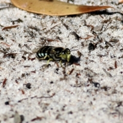 Bembix sp. (genus) (Unidentified Bembix sand wasp) at Bournda National Park - 28 Dec 2021 by KylieWaldon