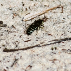 Bembix sp. (genus) at Wallagoot, NSW - 29 Dec 2021