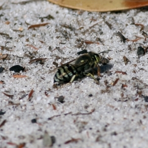 Bembix sp. (genus) at Wallagoot, NSW - 29 Dec 2021