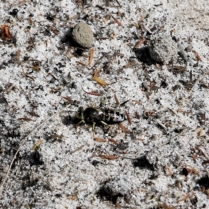 Bembix sp. (genus) at Wallagoot, NSW - 29 Dec 2021