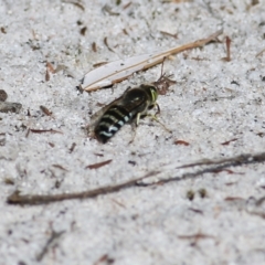 Bembix sp. (genus) at Wallagoot, NSW - 29 Dec 2021