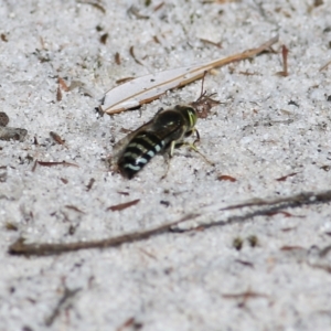 Bembix sp. (genus) at Wallagoot, NSW - 29 Dec 2021 08:45 AM