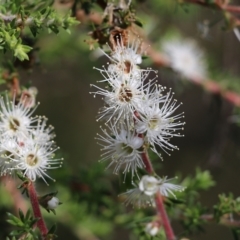 Kunzea ambigua (White Kunzea) at Bournda Environment Education Centre - 28 Dec 2021 by KylieWaldon