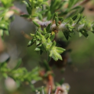 Kunzea ambigua at Wallagoot, NSW - suppressed