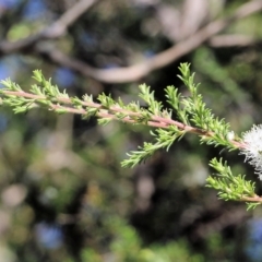 Kunzea ambigua at Wallagoot, NSW - suppressed