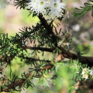 Kunzea ambigua at Wallagoot, NSW - suppressed