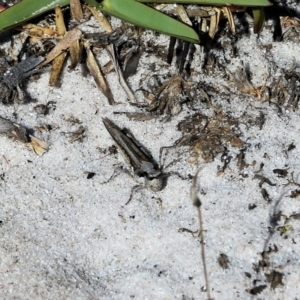 Pycnostictus seriatus at Wallagoot, NSW - 29 Dec 2021