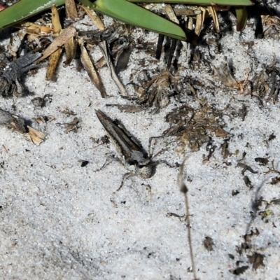 Pycnostictus seriatus (Common Bandwing) at Bournda National Park - 28 Dec 2021 by KylieWaldon