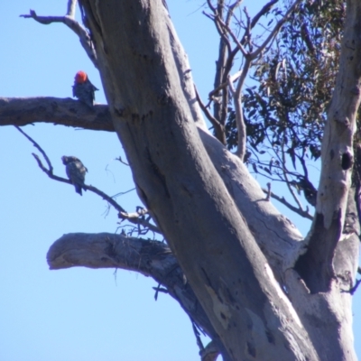 Callocephalon fimbriatum (Gang-gang Cockatoo) at O'Malley, ACT - 31 Dec 2021 by MichaelMulvaney