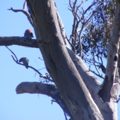 Callocephalon fimbriatum at O'Malley, ACT - 31 Dec 2021