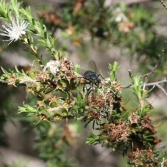 Unidentified True fly (Diptera) at Bournda National Park - 28 Dec 2021 by KylieWaldon
