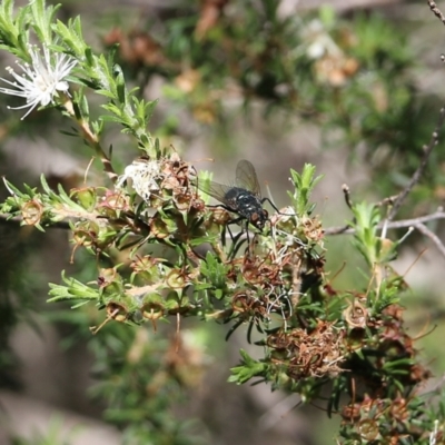 Unidentified True fly (Diptera) at Bournda Environment Education Centre - 28 Dec 2021 by KylieWaldon