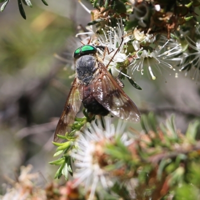 Copidapha quadrimacula (Horse Fly) at Wallagoot, NSW - 29 Dec 2021 by KylieWaldon