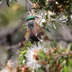 Unidentified March or Horse fly (Tabanidae) (TBC) at Wallagoot, NSW - 28 Dec 2021 by KylieWaldon