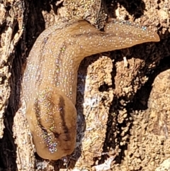 Ambigolimax nyctelia (Striped Field Slug) at Molonglo Valley, ACT - 31 Dec 2021 by tpreston