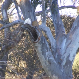 Cacatua sanguinea at Symonston, ACT - 29 Dec 2021