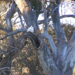 Cacatua sanguinea at Symonston, ACT - 29 Dec 2021