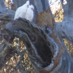 Cacatua sanguinea at Symonston, ACT - 29 Dec 2021