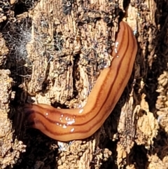Anzoplana trilineata (A Flatworm) at Piney Ridge - 31 Dec 2021 by tpreston