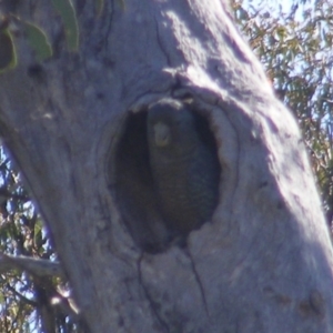 Callocephalon fimbriatum at O'Malley, ACT - suppressed