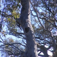 Callocephalon fimbriatum at O'Malley, ACT - suppressed