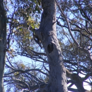 Callocephalon fimbriatum at O'Malley, ACT - 31 Dec 2021