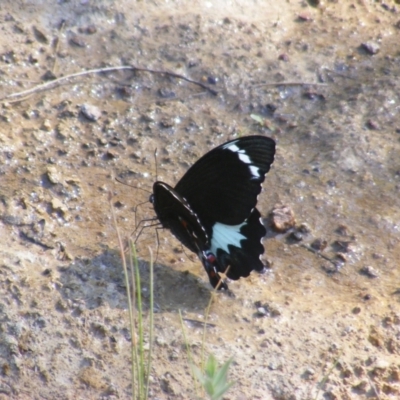 Papilio aegeus (Orchard Swallowtail, Large Citrus Butterfly) at Mount Mugga Mugga - 31 Dec 2021 by MichaelMulvaney