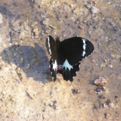 Papilio aegeus at O'Malley, ACT - 31 Dec 2021 05:49 PM