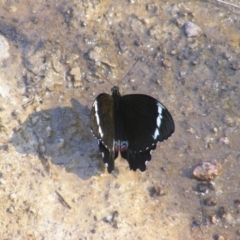 Papilio aegeus at O'Malley, ACT - 31 Dec 2021