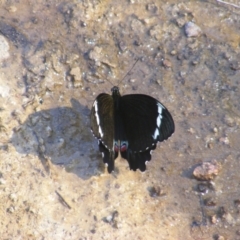 Papilio aegeus at O'Malley, ACT - 31 Dec 2021 05:49 PM