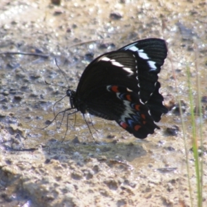 Papilio aegeus at O'Malley, ACT - 31 Dec 2021 05:49 PM