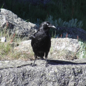 Corvus mellori at Kosciuszko National Park, NSW - 29 Dec 2021 05:13 PM