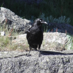 Corvus mellori (Little Raven) at Kosciuszko National Park, NSW - 29 Dec 2021 by MatthewFrawley