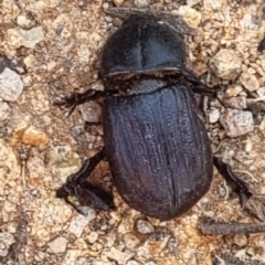 Semanopterus subcostatus (Scarab beetle) at Farrer, ACT - 24 Dec 2021 by Waltervp