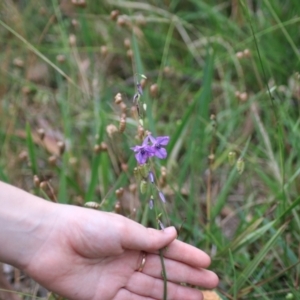 Arthropodium fimbriatum at Goulburn, NSW - 28 Dec 2021 05:41 PM