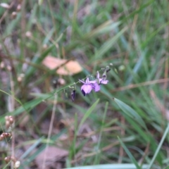 Arthropodium fimbriatum at Goulburn, NSW - 28 Dec 2021 05:41 PM