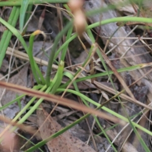 Arthropodium fimbriatum at Goulburn, NSW - 28 Dec 2021