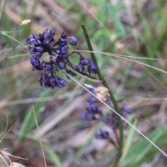 Dianella revoluta var. revoluta (Black-Anther Flax Lily) at Goulburn, NSW - 28 Dec 2021 by Rixon