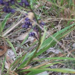 Dianella revoluta var. revoluta at Goulburn, NSW - 28 Dec 2021 05:43 PM