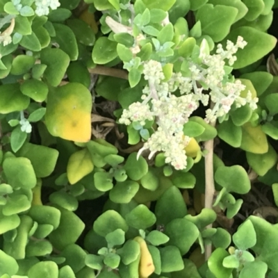 Rhagodia candolleana (Sea-berry Saltbush) at Cape Woolamai, VIC - 19 Dec 2021 by Tapirlord